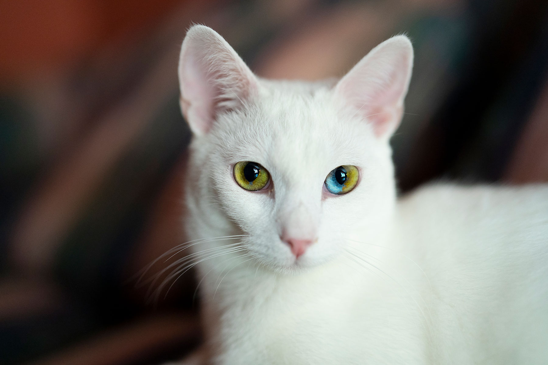 Milky, Tailrific Chief Product Officer