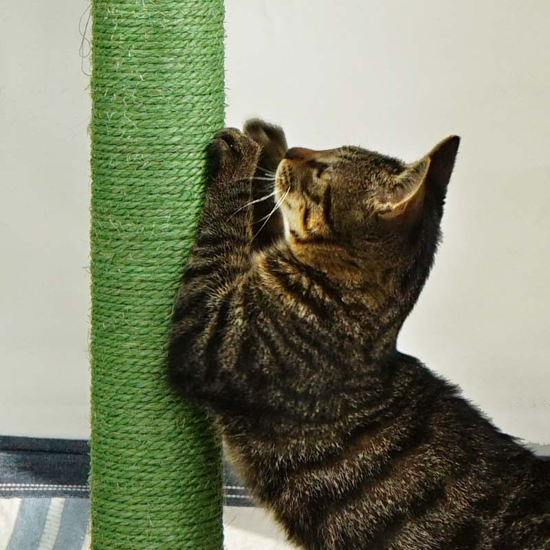 Cat enjoying the cactus scratching post and ball-track toy
